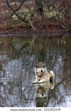 Grey Wolf Laying on Icy Lake Vertical