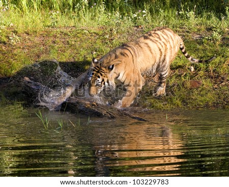 Splashing Tiger