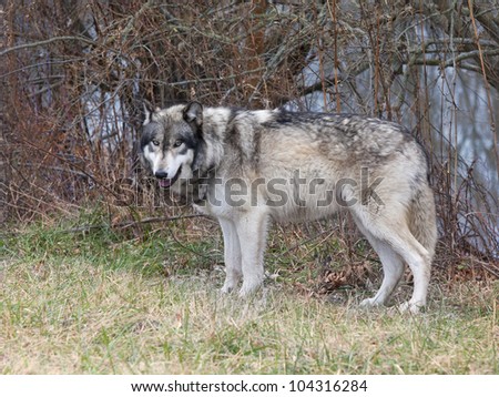 Blue-eyed Wolf