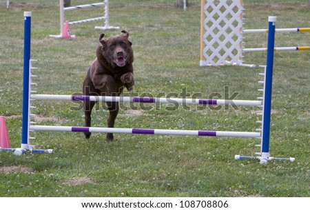 Big Brown Dog at Agility Trial
