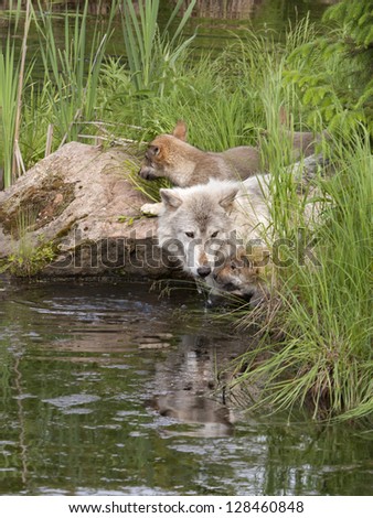 Wolf and Pup after a Drink at the Lake