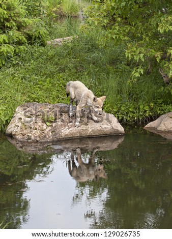 Wolf Pup Looking at His Own Reflection