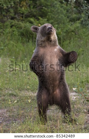 Grizzly Bear Standing on Hind Legs