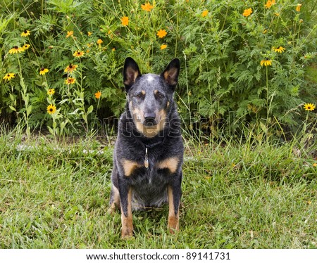 Cattle Dog with Flower Background