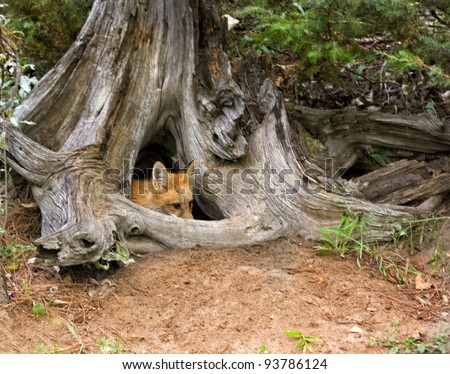 Young Red Fox Hiding in Tree Stump Den