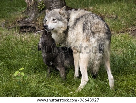 Wolf Pup Playing with Mom