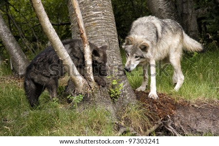 Playful wolf pup and mom