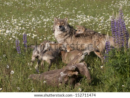 Playful Wolf Pups