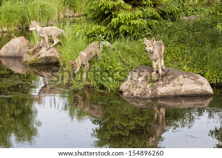 Three Wolf Pups Reflection