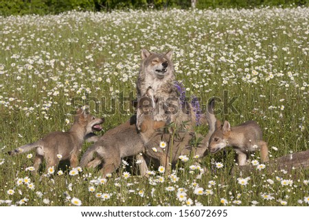 Wolf Pups Ganging up on Mom