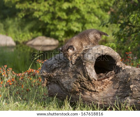 Bobcat Kitten Climbing Down off a Log