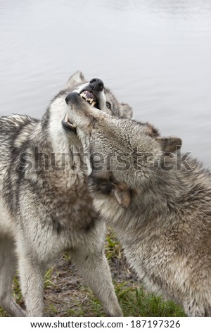 Wolves Biting in Face Greeting