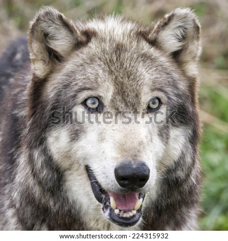 Grey Wolf Head Shot
