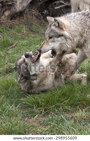 Wolf Debate