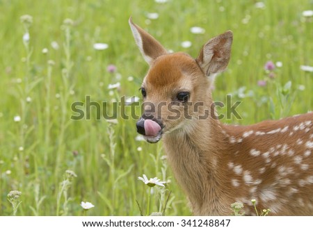 White-tailed Deer Fawn Licking its Lips