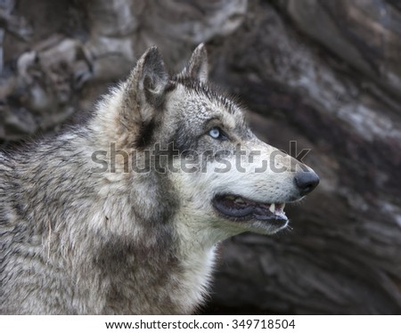 Blue-eyed Wolf Head Shot