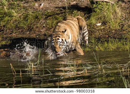 Tiger Splashing in the Water