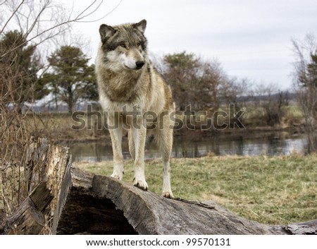Wolf Standing on Hollow Log