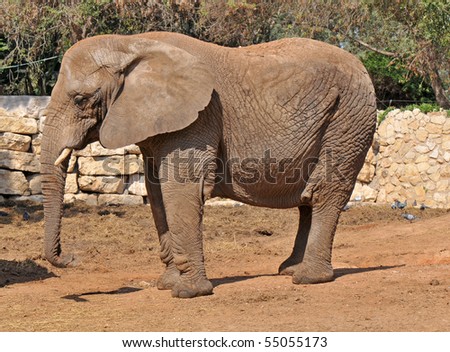 View of elephant in safari zoo.