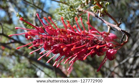 Australian native flower