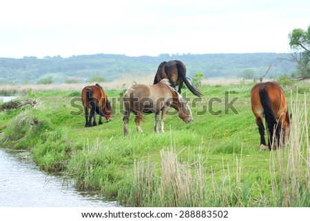 Horses drinking and eating on a river bank. Landscape with grazing horse.Poland