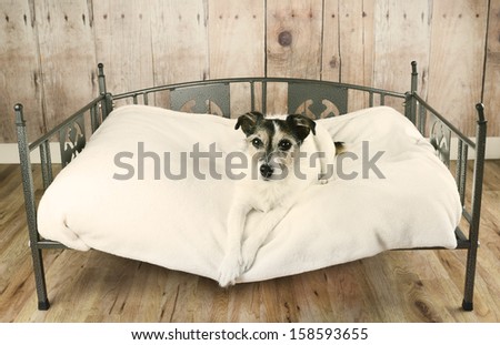 Jack Russell terrier dog relaxing in luxury dog bed