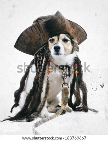 Vintage effect Jack Russell dog wearing pirate hat