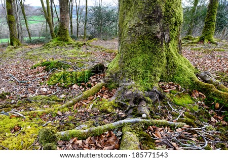 Mossy tree roots of Beech trees growing in Hart Woods near Lanhydrock in Cornwall