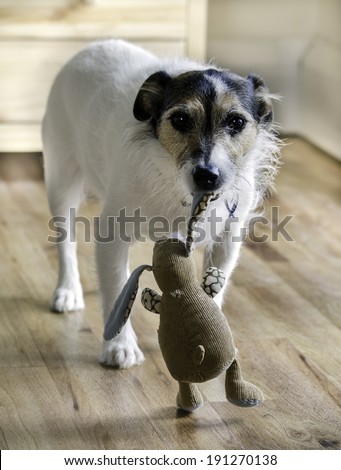 Jack Russell Terrier dog carrying a stuffed rabbit toy in his mouth