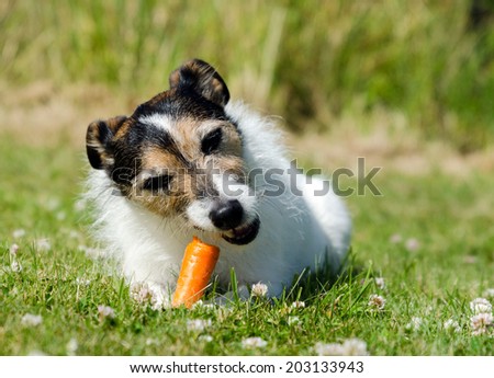 A Parson Jack Russell Terrier eating a raw carrot