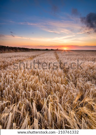 A barley field at sunset near Padstow in Cornwall