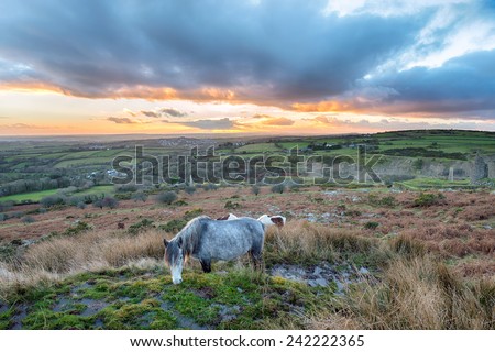 Moorland ponies grazing on Caradon Hill near the Minions on Bodmin Moor in Cornwall