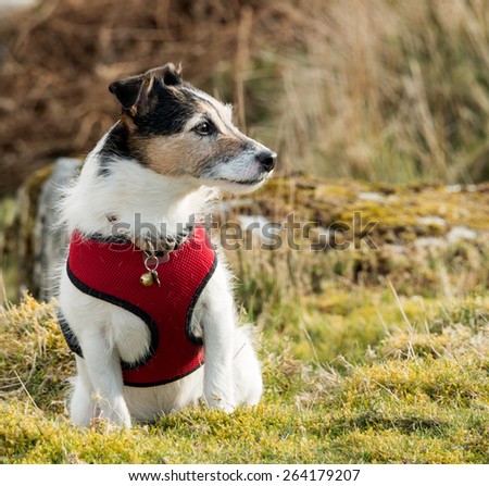 A working Parson Jack Russell Terrier dog wearing a red harness