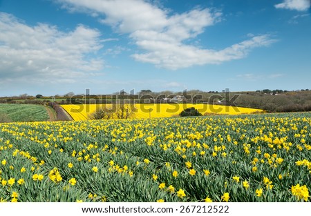 Fields of spring daffodils growing near Helston in Cornwall