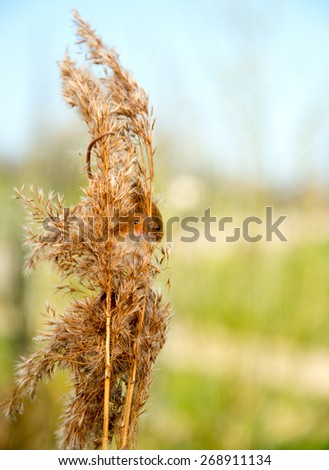 Two tiny Harvest Mice peeking out of reeds in their natural habitat