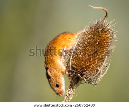 A tiny Harvest Mouse on a thistle head