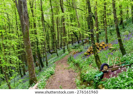 Spring forest path lined with bluebells and wild garalic flowers at woodland in Cornwall
