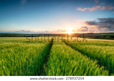Sunset over fields of lush green barley growing near Wadebridge in Cornwall