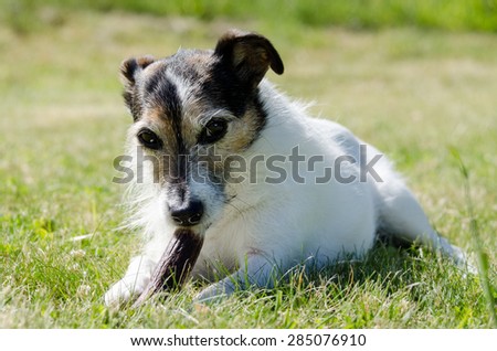 Gorgeous Jack Russell Terrier chewing bone