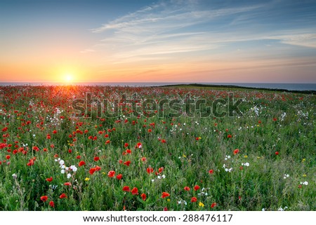 A meadow of wildflowers and Poppies above Polly Joke beach at West Pentire in Cornwall