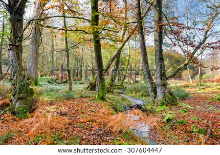 A forest stream winding through Autumn Beech woods at Bolderwood in the New Forest