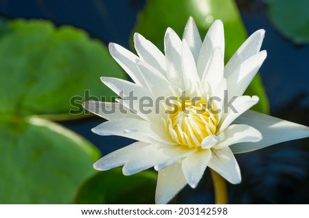 Water lily and green leaves in the sunshine