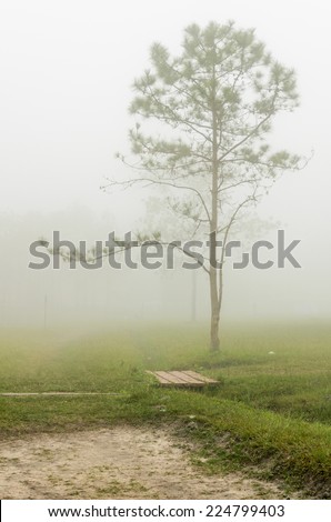 Beautiful landscape in the early morning fog, Pinus tree on Phu Kradueng National Park