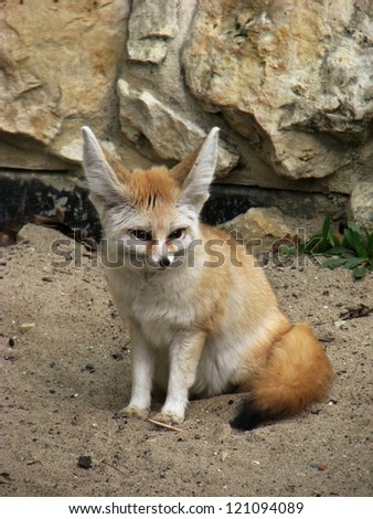 Desert fox (fennec fox) front view