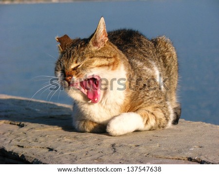 Crazy yawning hooligan cat with one fang and a torn ear