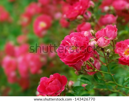 Pink roses in the Garden of Eden