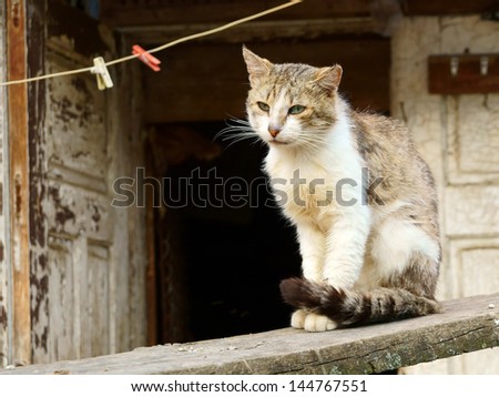 Poor village life illustration (hungry cat on the old ruined hut background)