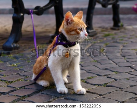 Cute red kitten on a cat leash tied to a bench on a street