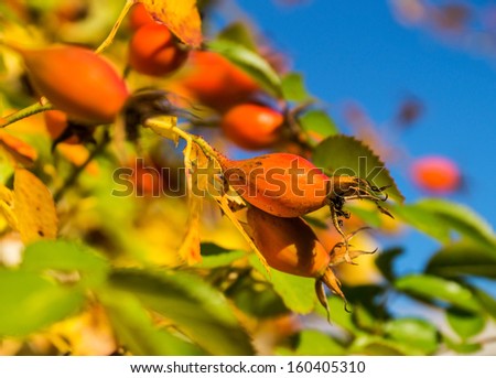 Rose hips (fruits of the rose plant) on blue sky background
