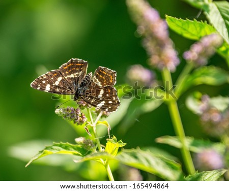 Butterfly and wild mint flowers